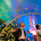 Birmingham. Tunel w National Sea Life Centre (2007)