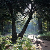Gdańsk. Park Oliwski (2012)