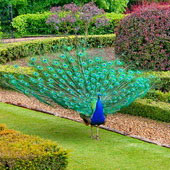 Warwick (2007)