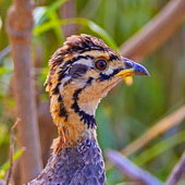 Frankolin jasnogłowy