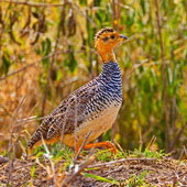 Frankolin jasnogłowy (samica)