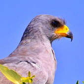 Jastrzębiak popielaty