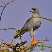 Jastrzębiak popielaty