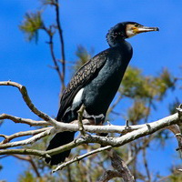 Kormoran zwyczajny