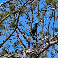 Kormoran zwyczajny