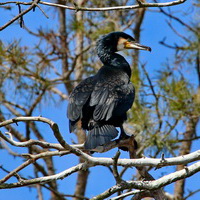 Kormoran zwyczajny