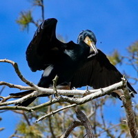 Kormoran zwyczajny