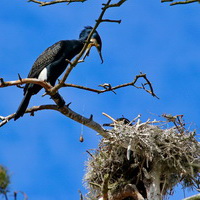 Kormoran zwyczajny