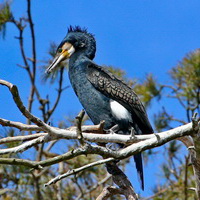 Kormoran zwyczajny