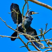 Kormoran zwyczajny