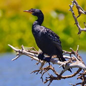 Kormoran etiopski