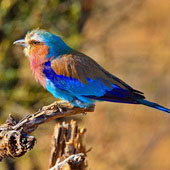 Kraska liliowopierśna