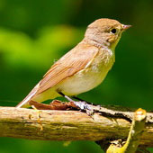 Muchołówka mała (samica)