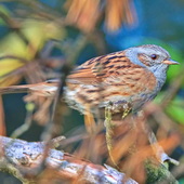 Płochacz pokrzywnica