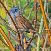 Płochacz pokrzywnica