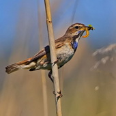 Podróżniczek (samica)