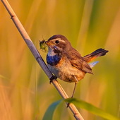 Podróżniczek (samica)