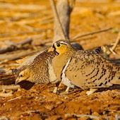 Stepówka czarnolica