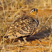 Stepówka czarnolica