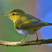 <strong>PTAK</strong>