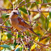 Wróbel papugodzioby