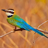 Żołna białogardła