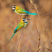 Żołna białogardła